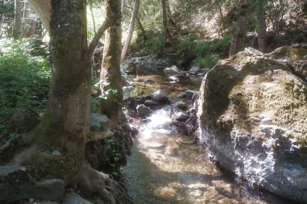 Discovering the Overlooked: Fishing a Hidden Creek in the SF Bay Area