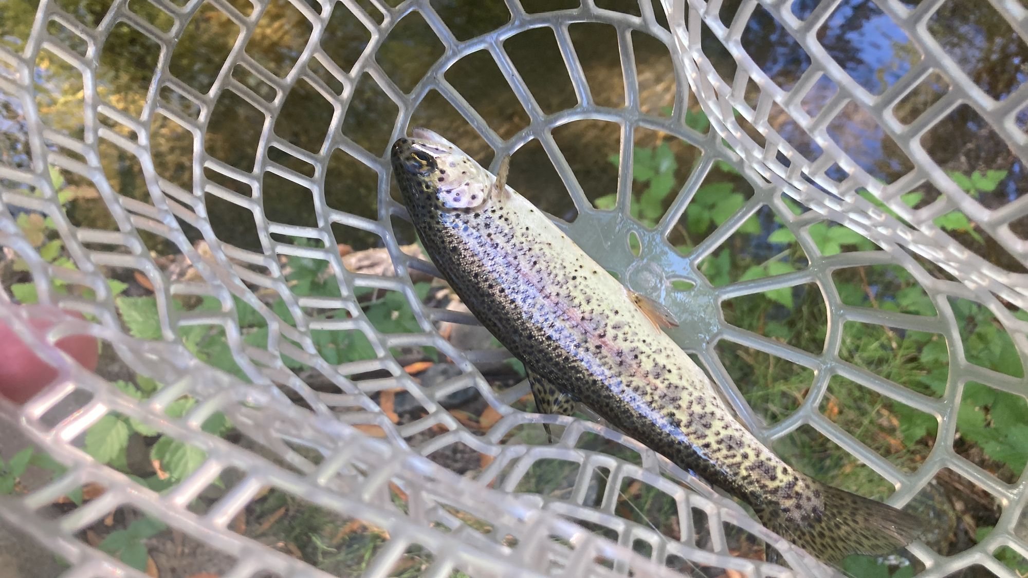 Lighter colored rainbow trout