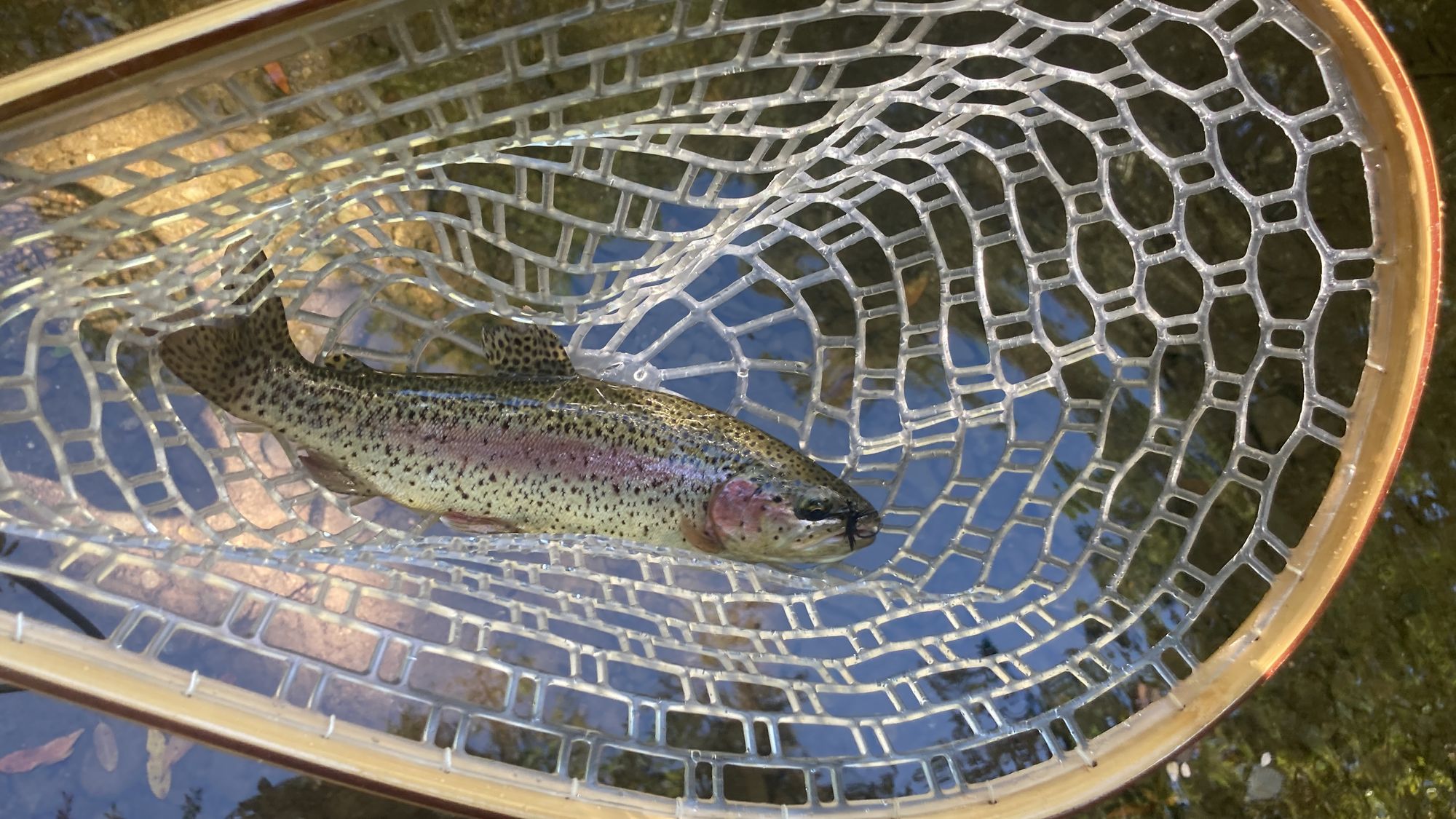 Darker colored rainbow trout