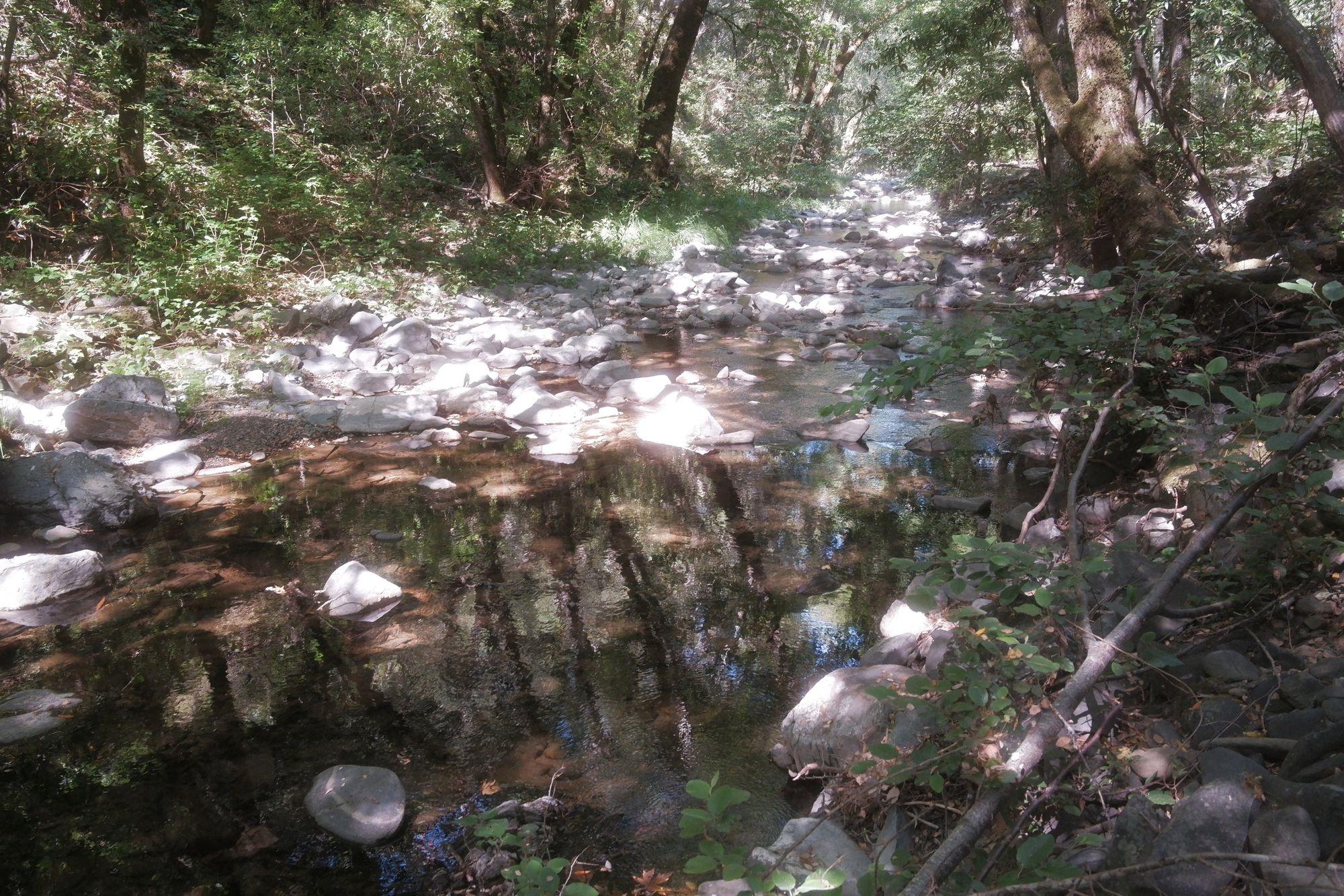 Discovering the Overlooked: Fishing a Hidden Creek in the SF Bay Area