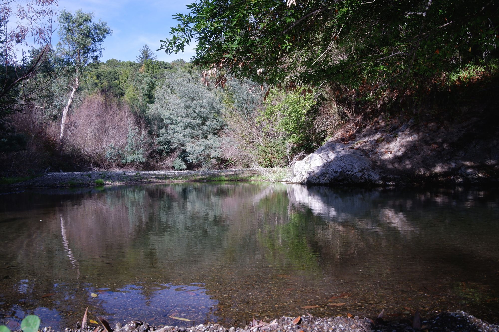 A deeper pool of water at Los Gatos Creek