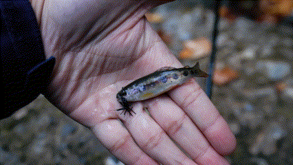 Little trout at Stevens Creek caught with a tenkara rod